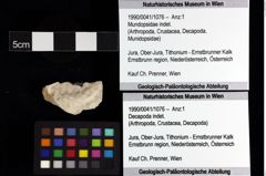 Foto (Objket + Etiketten) von Mundopsidae indet. 